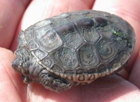 Diamond-backed Terrapin